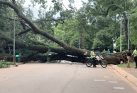 Três pessoas ficam feridas após queda de árvore no Parque Ibirapuera