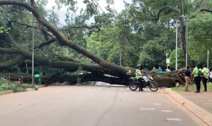 Laudo não apontou risco em árvore que caiu no Ibirapuera, diz Prefeitura