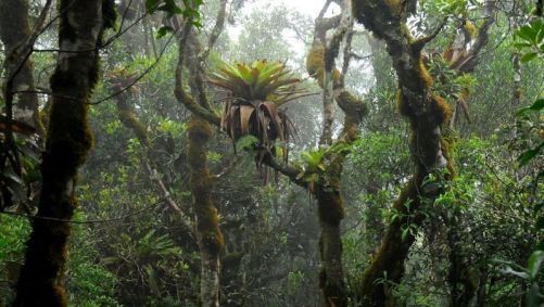 Bromélia no alto de árvore no Núcleo Santa Virgínia, Parque Estadual da Serra do Mar