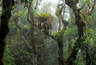 Bromélias enriquecem o solo e promovem a diversidade de plantas na floresta