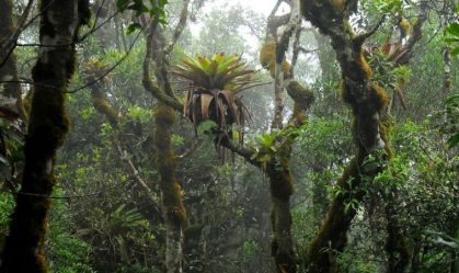 Bromélias enriquecem o solo e promovem a diversidade de plantas na floresta