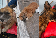 Cachorro é resgatado após ser enterrado vivo no RS, mas não resiste