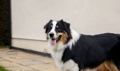 Cães inteligentes podem aprender palavras apenas ouvindo conversas