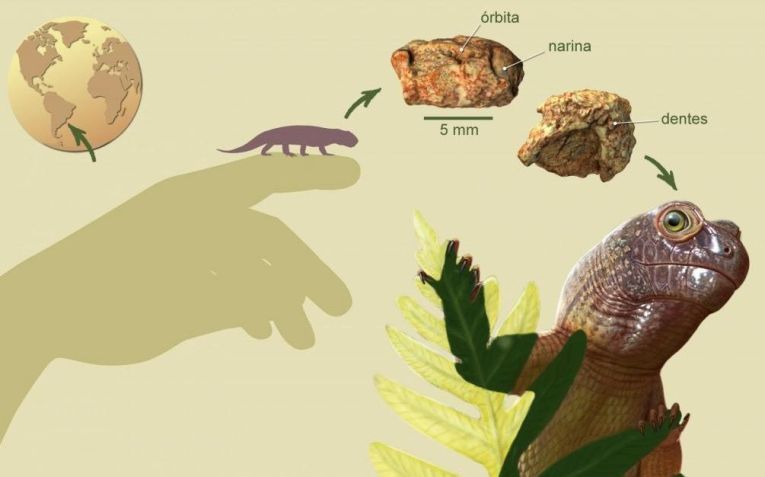 Sauropia macrorhinus em vida • Ilustração de Caetano Soares/UFM
