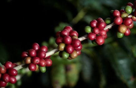 Cafezal