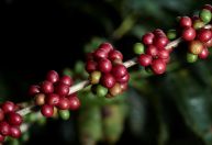 Café arábica atinge máxima de 3 semanas com receios da relação EUA-Colômbia