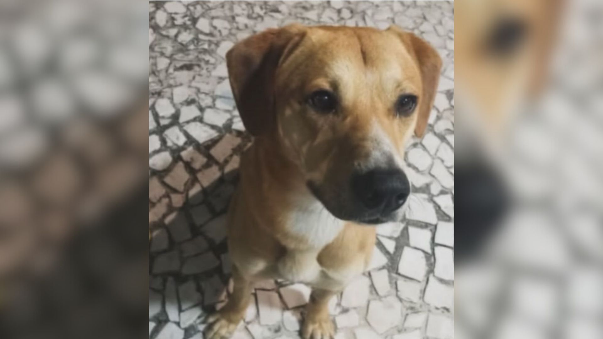 cão-caramelo-afogado