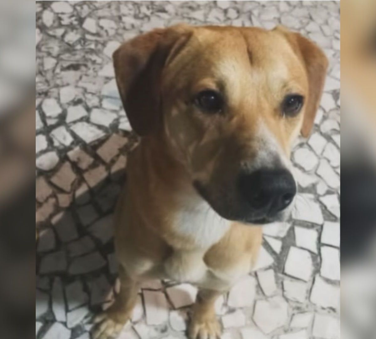 Cão jogado no mar após jovens matarem Orelha é adotado por delegado | CNN  Brasil