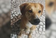Cão jogado no mar após jovens matarem Orelha é adotado por delegado
