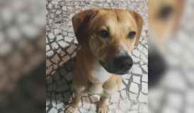 Cão jogado no mar após jovens matarem Orelha é adotado por delegado