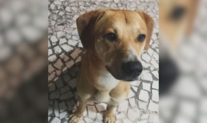 Cão jogado no mar após jovens matarem Orelha é adotado por delegado