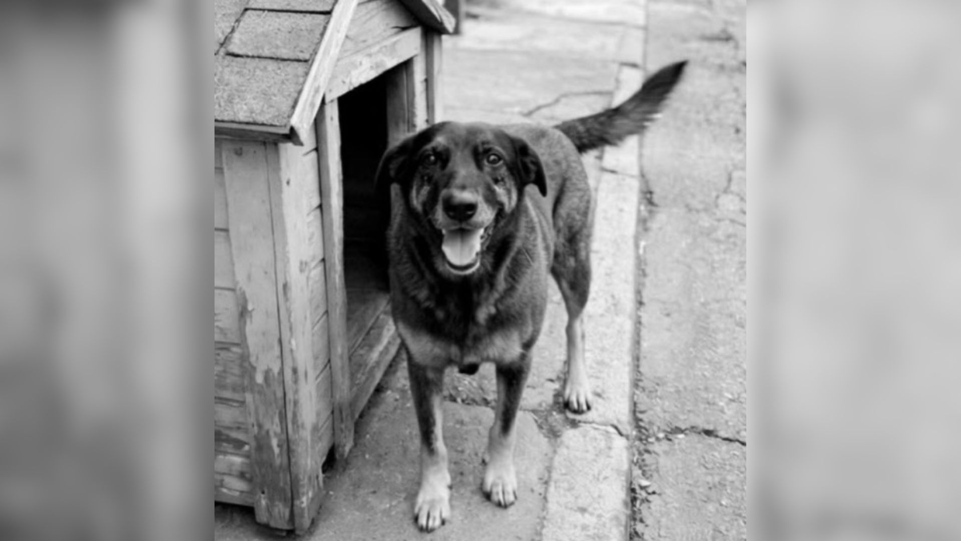 cão-orelha (1)