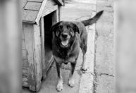 O que se sabe sobre caso de morte de cão Orelha em praia de SC