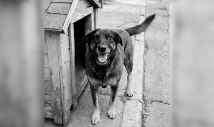 Menina filmada com o principal suspeito no caso Orelha não viu agressões