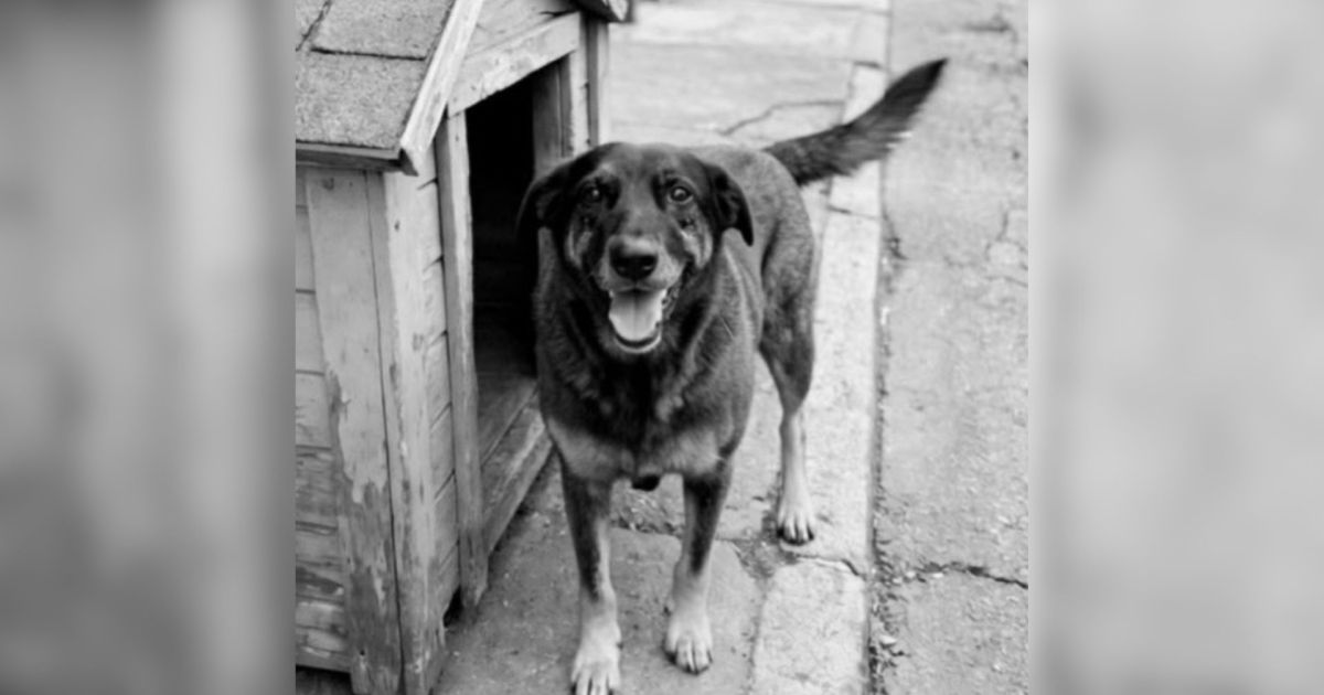Cão Orelha: famílias dizem que adolescentes são inocentes