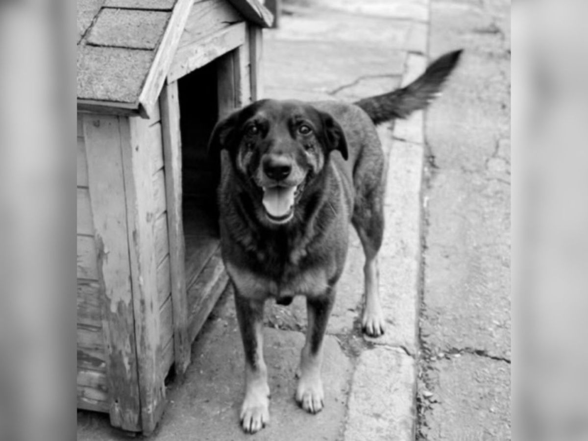 O que se sabe sobre caso de morte de cão Orelha em praia de SC | CNN Brasil