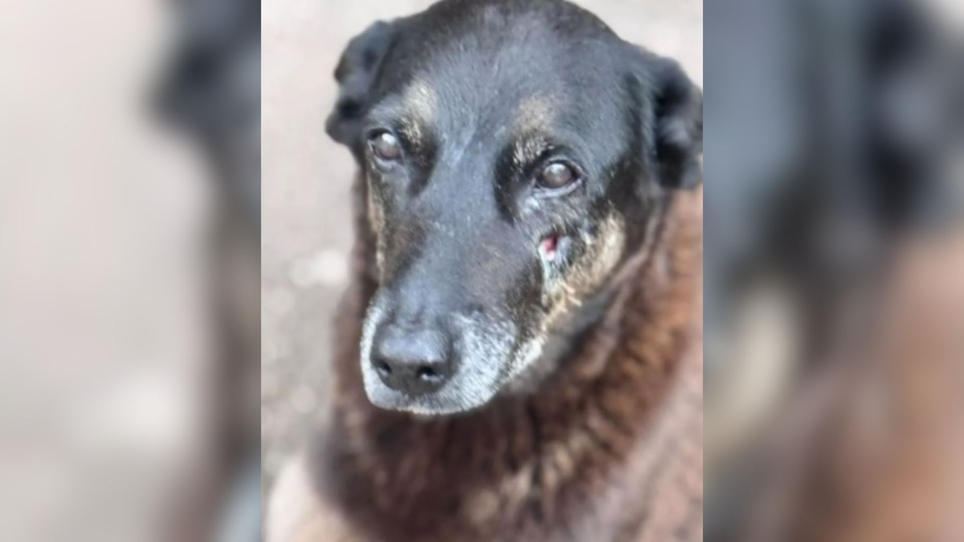 O que se sabe sobre caso de morte de cão Orelha em praia de SC | CNN Brasil