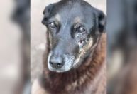 Cão Orelha: Polícia ouve adolescente e descarta desafio de redes sociais