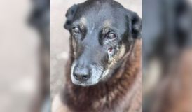 Cão Orelha: família é ameaçada após ser confundida com pais de suspeitos