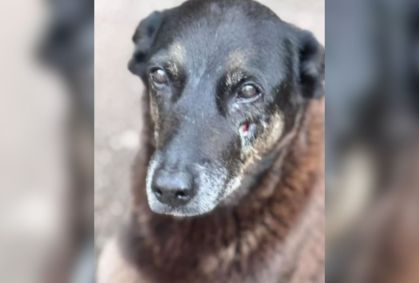 Cão Orelha: animal continuou andando mesmo após as agressões, diz polícia