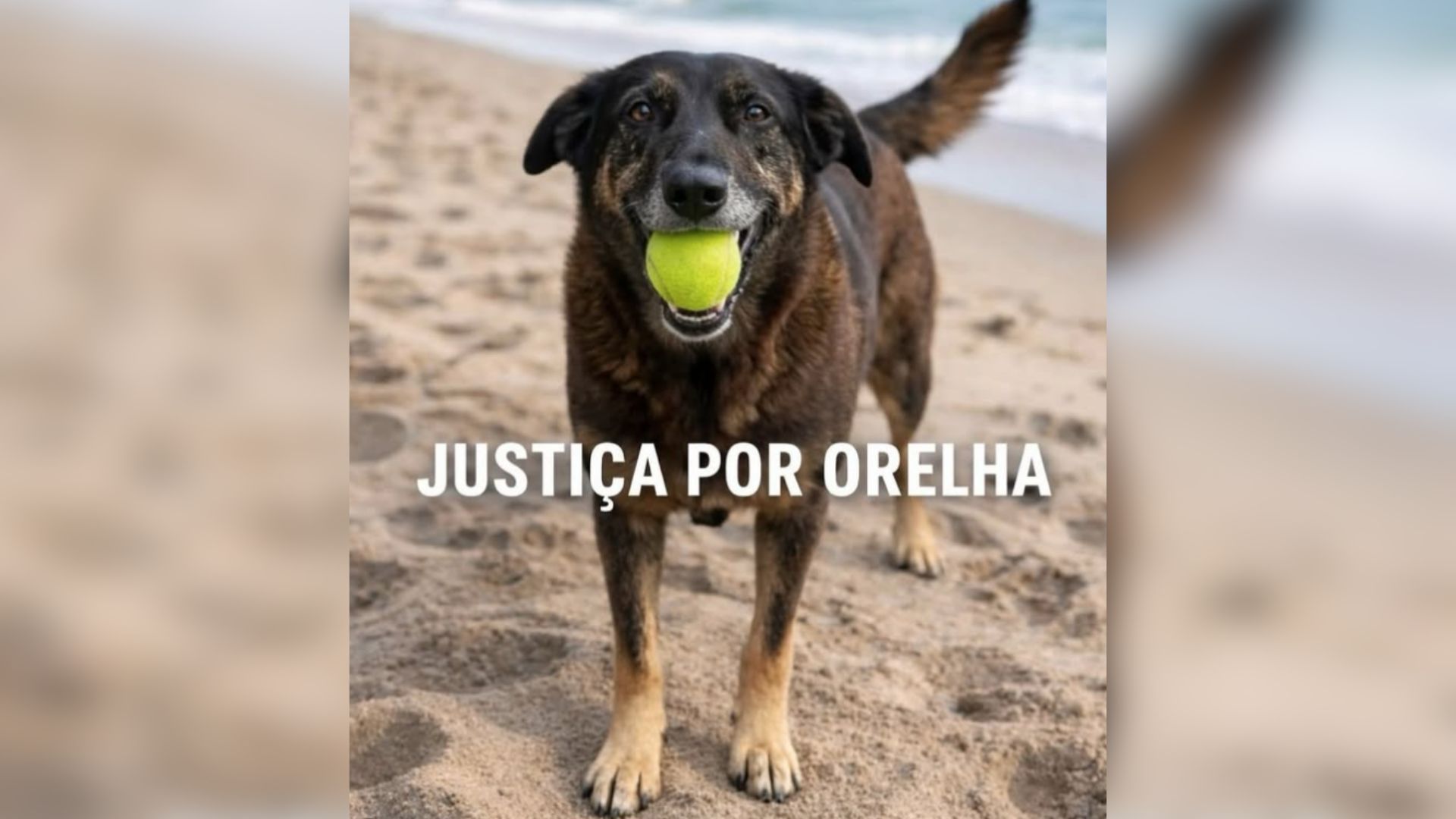 cão-orelha (3)