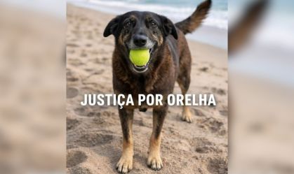 Cão Orelha: jovens são investigados por maus-tratos e danos; entenda