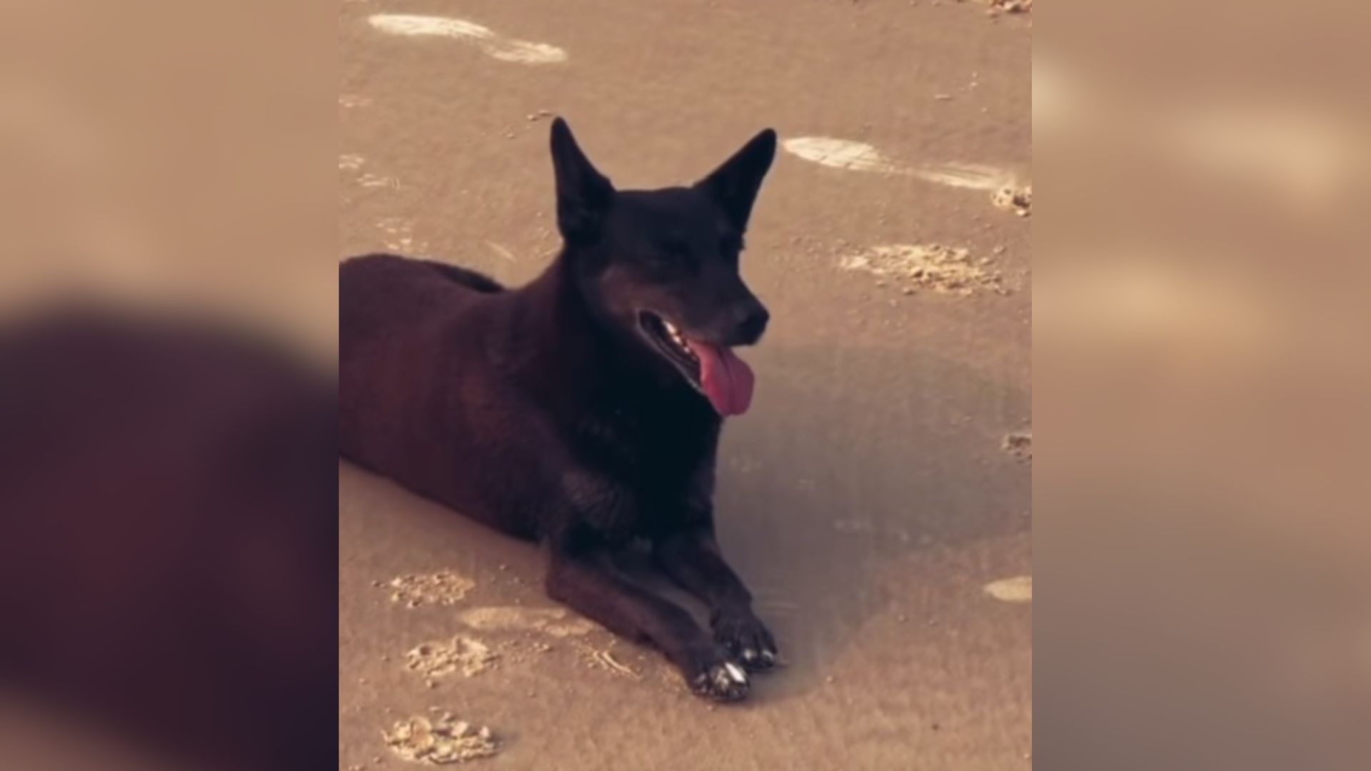 cão-orelha