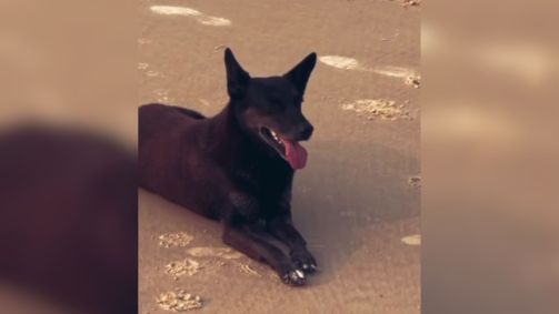 C&atilde;o Orelha: menina filmada com o principal suspeito n&atilde;o viu agress&otilde;es | CNN  Brasil