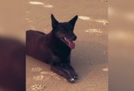 Dois adolescentes suspeitos de matar cão Orelha estão nos EUA, diz polícia