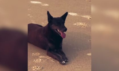 Cão Orelha: como funciona apreensão de passaporte de suspeito