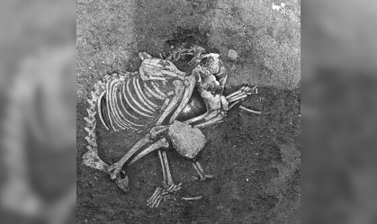 Carne de cachorro era consumida em festas na Bulgária há 2,5 mil anos