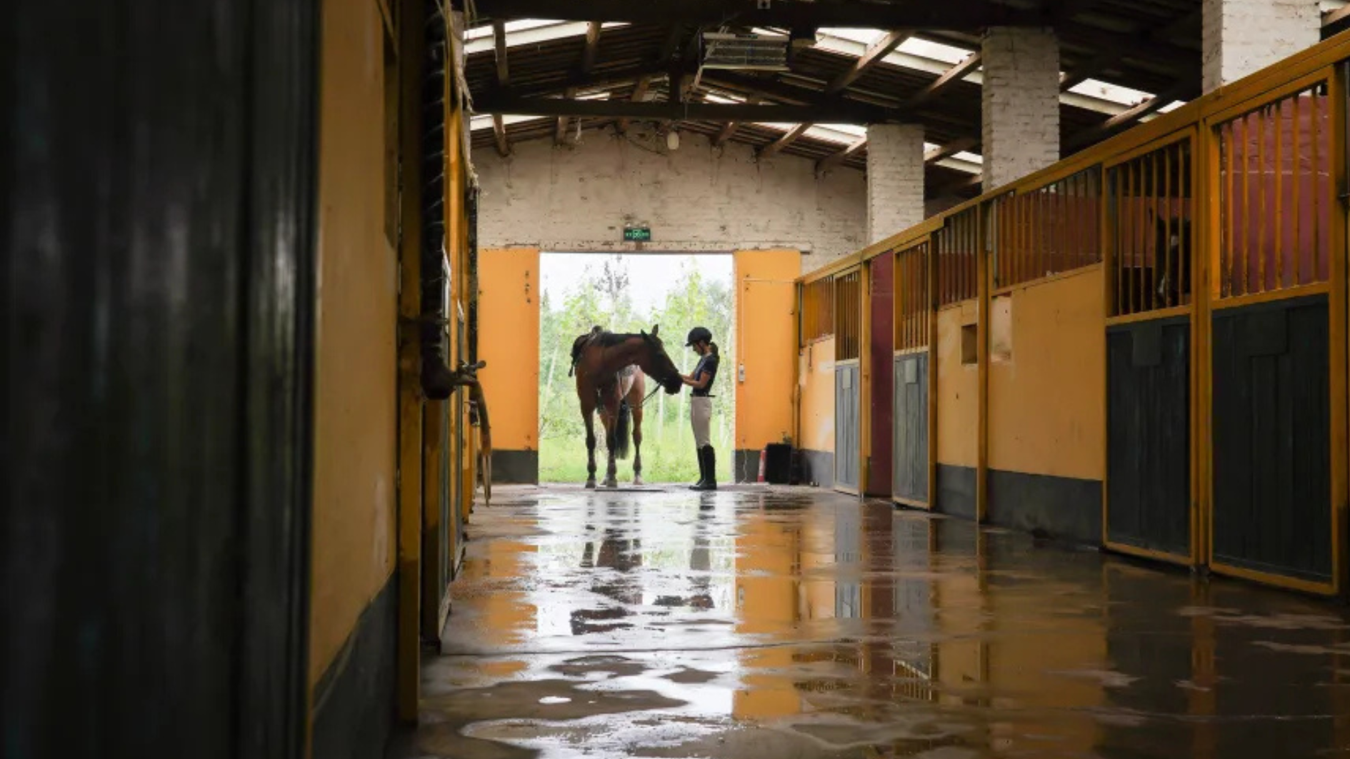 cavalo
