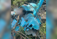 Imagem inserida automaticamente