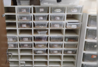 Operação resgata cobras exóticas que seriam vendidas pelos Correios