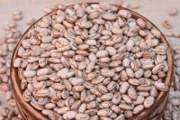 No Dia Mundial do Feijão, Embrapa apresenta novas cultivares no Show Rural