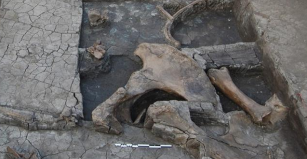 Ferramenta de madeira mais antiga servia para abate de elefantes na Grécia