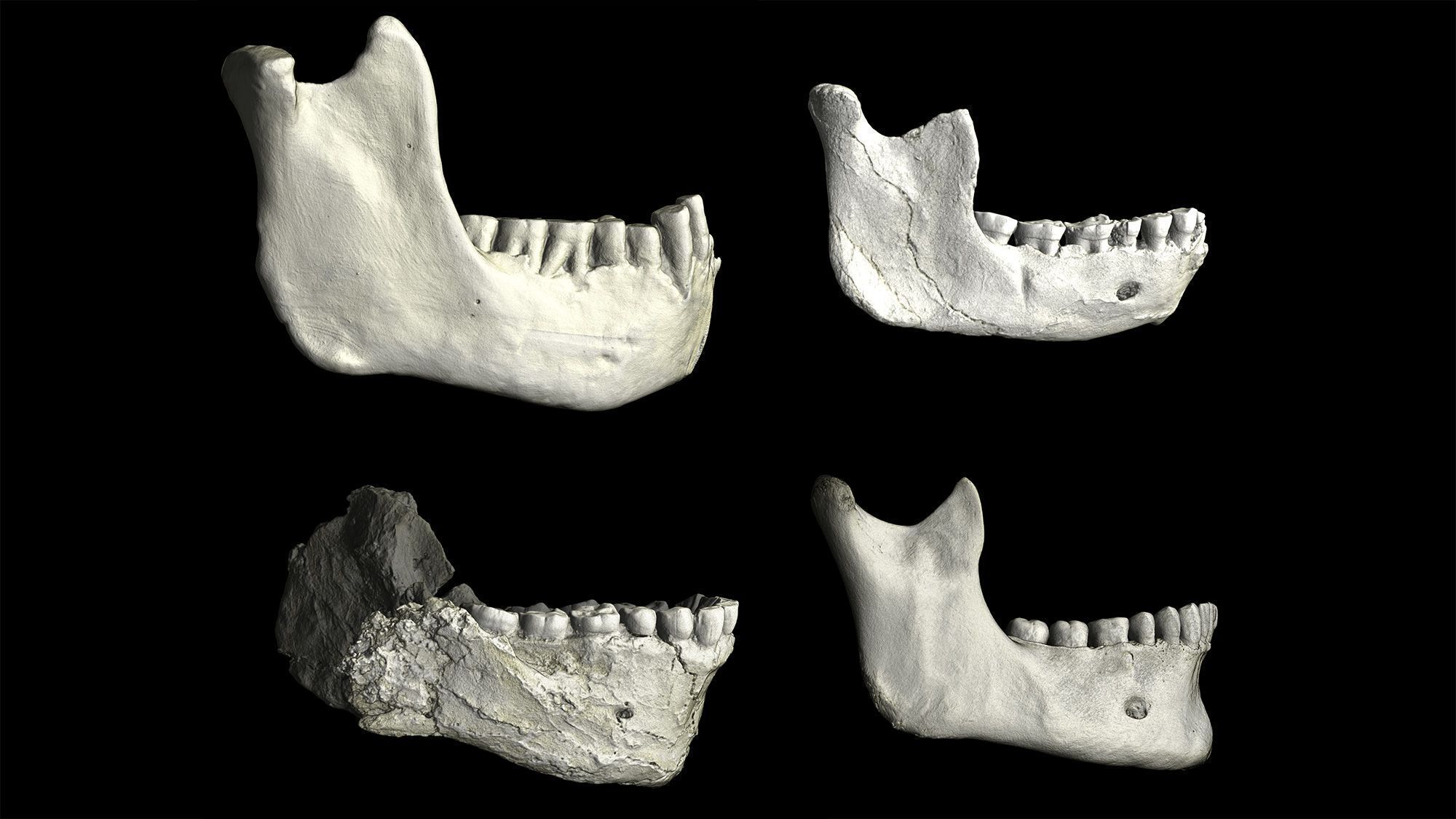 Quatro fósseis de mandíbulas mostram a evolução humana