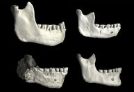 Fósseis encontrados em Marrocos podem preencher lacuna na evolução humana