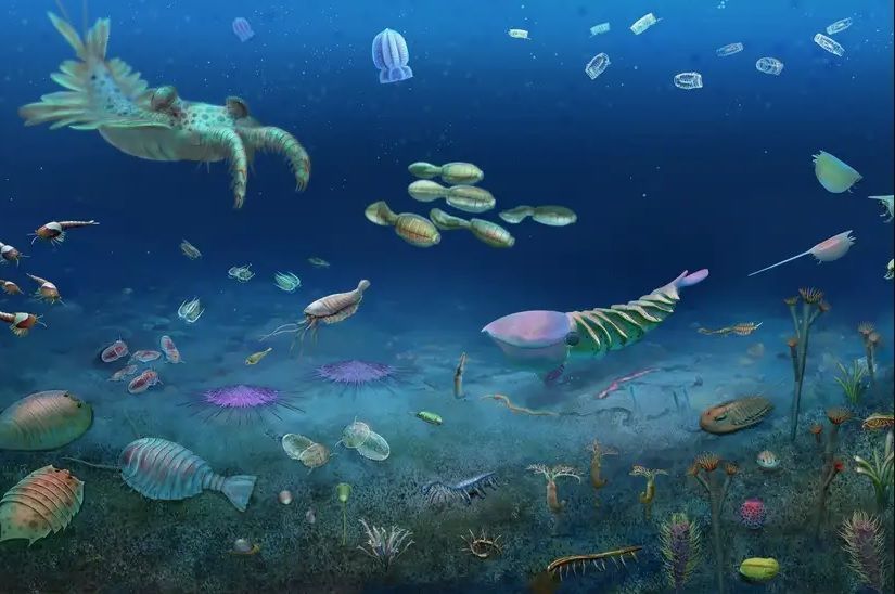 Ilustração dos animais encontrados pelos pesquisadores chineses • Maoyan Zhu