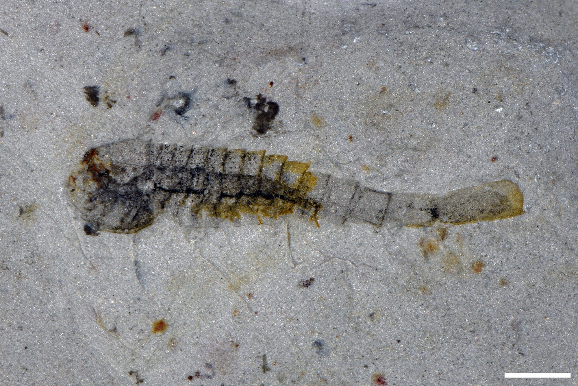 fossil 2