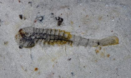 Chineses acham fósseis de 512 milhões de anos; quase 60% são desconhecidos