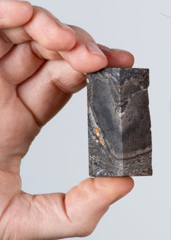 Fóssil de Prototaxites • Neil Hanna