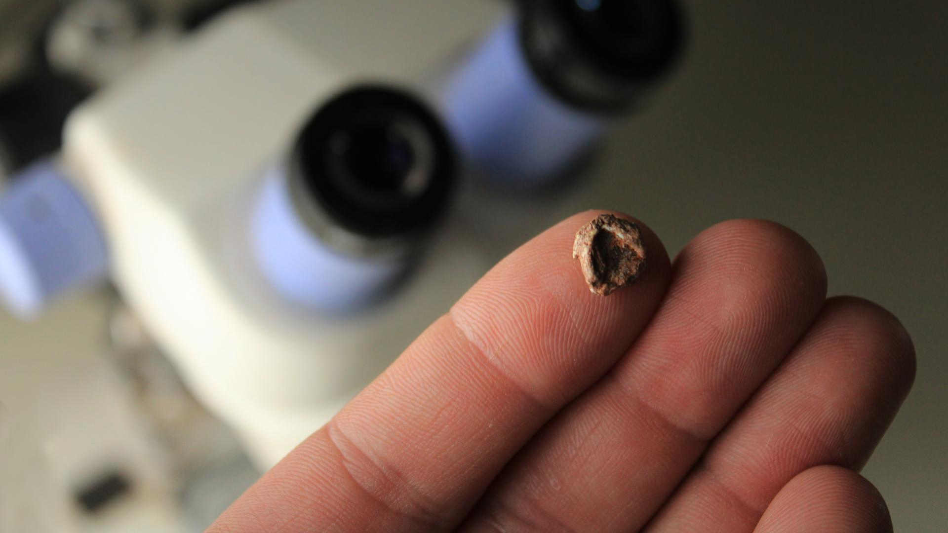 fossil