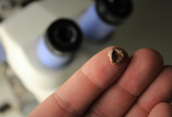 Brasileiros descobrem réptil de 240 milhões de anos e crânio menor que 1 cm