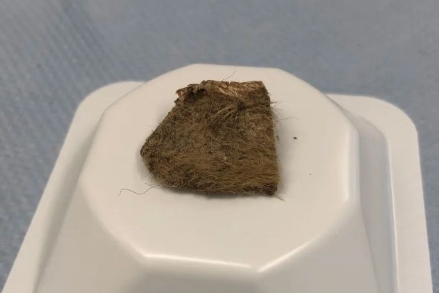 Fragmento de tecido de rinoceronte-lanudo encontrado dentro do estômago do filhote de lobo • Love Dálen