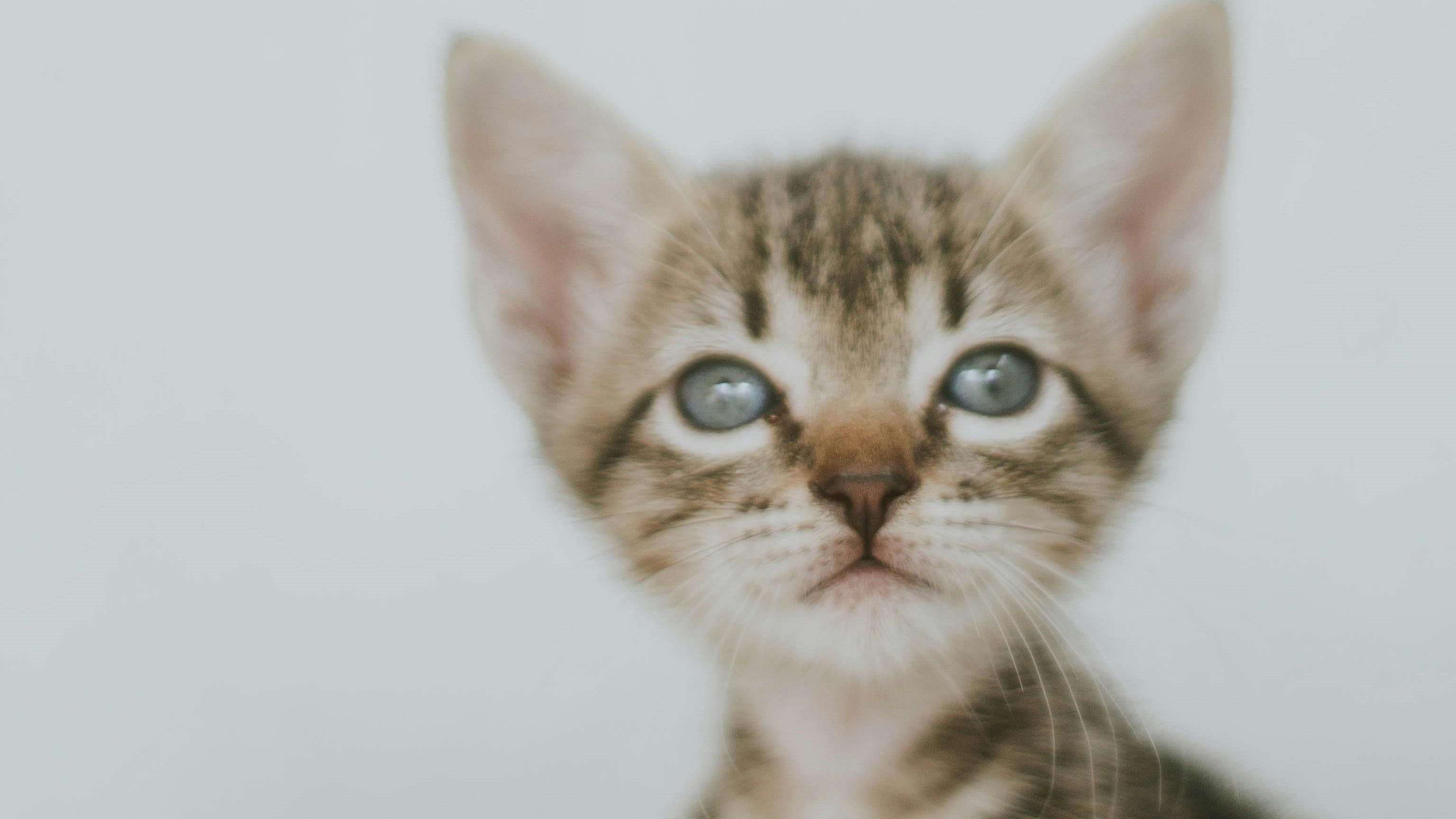 gato filhote