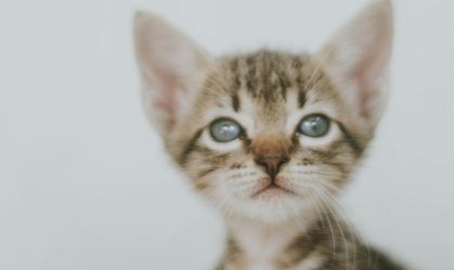 Clínica é condenada após morte de gato com superdosagem de remédio no RN