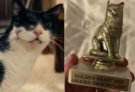 Gata de "O Agente Secreto" ganha prêmio em festival de cinema