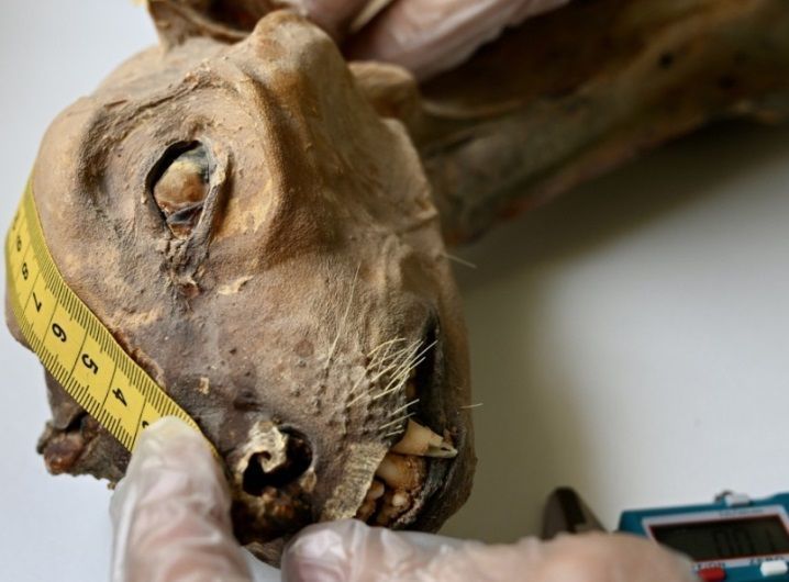 Cientistas analisam múmia de guepardo com cerca de 1800 anos que foi encontrada em cavernas no norte da Arábia Saudita