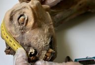 Guepardos mumificados de até 2 mil anos são encontrados na Arábia Saudita